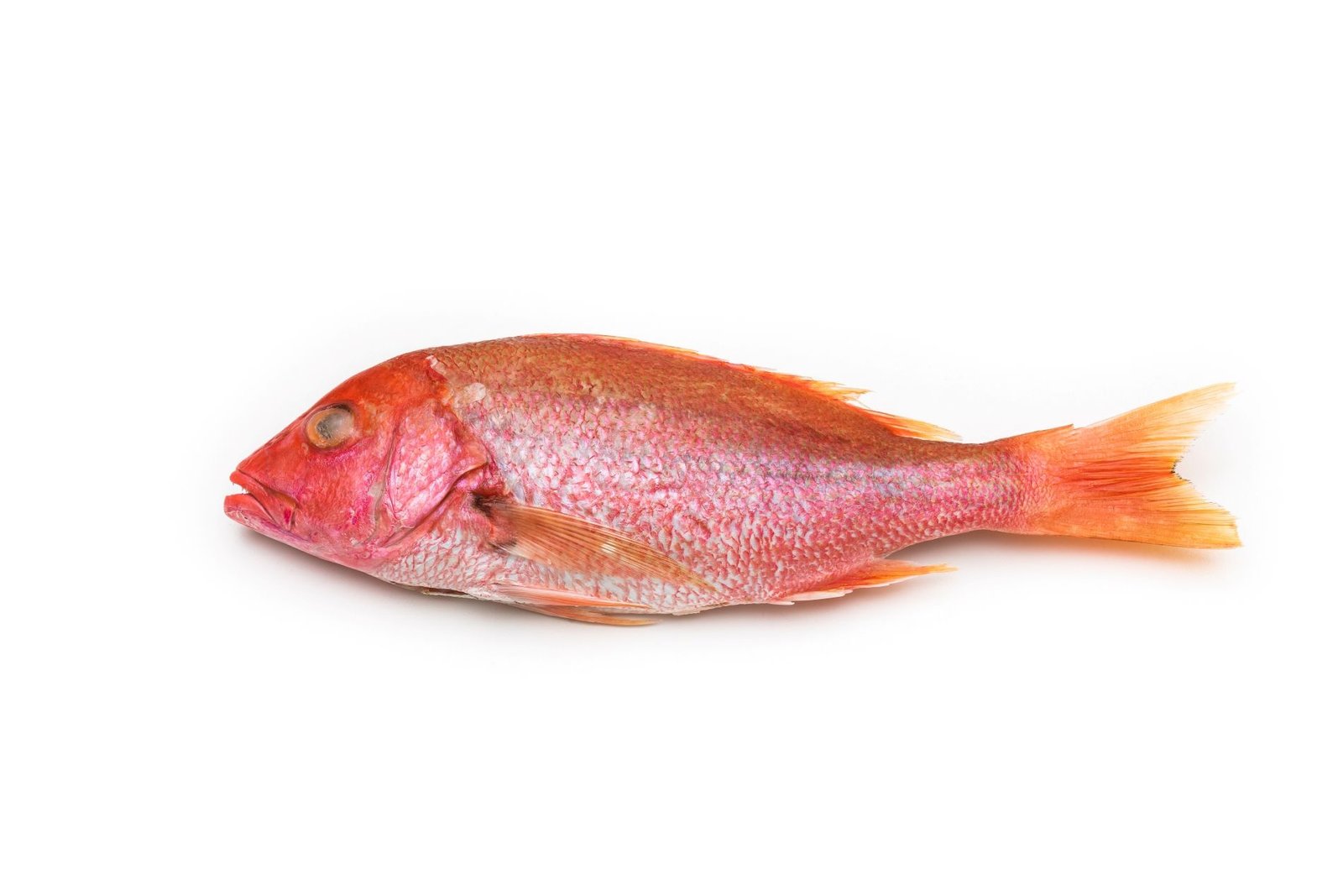 SNAPPER, CARIBBEAN RED - Netuno USA