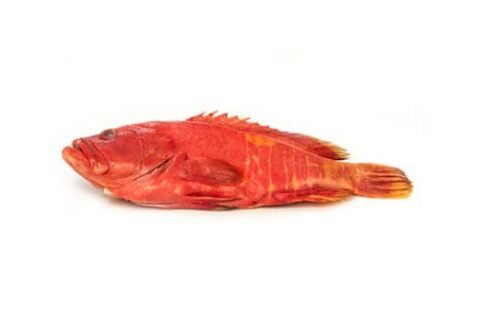 grouper strawberry whole gilled