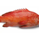 Strawberry-Grouper