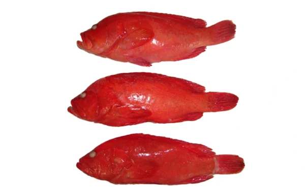 Strawberry-Grouper-WGGS Strawberry-Grouper-WGGS