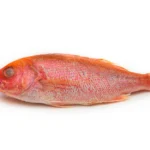 Beeliner-Vermillion-Snapper