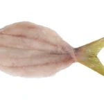 Raw image of a Butterflied Yellowtail Fillet