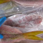 A chef opens a box of frozen butterflied yellowtail