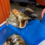 Conch-Meat-STV-Processing