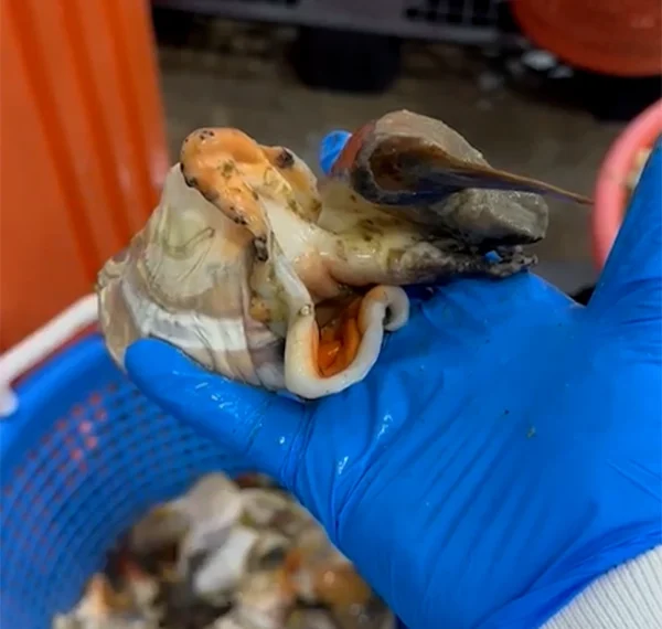 Conch-Meat-STV-Processing Conch-Meat-STV-Processing