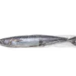 Frozen-Kingfish-Mackerel