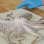 A raw, whole octopus on a cutting board