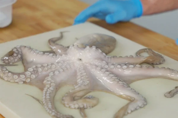 Frozen-Octopus-Whole-Yield A raw, whole octopus on a cutting board