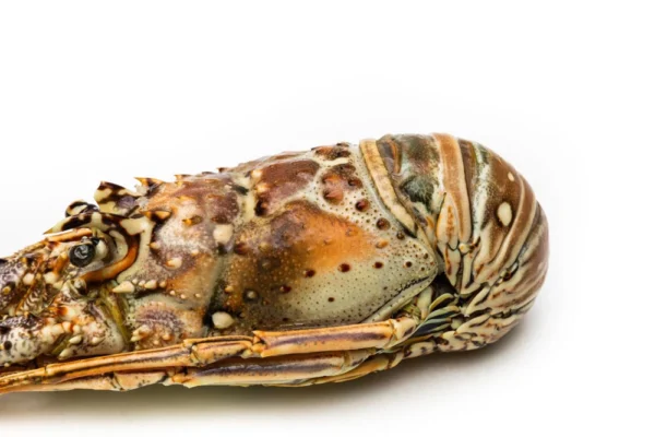 Frozen-Whole-Lobster (3) Frozen-Whole-Lobster (3)