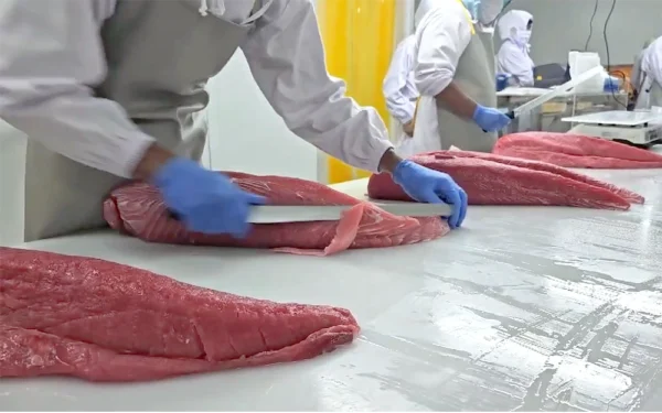 Frozen-Yellowfin-Tuna Ahi tuna loins being trimmed at the plant