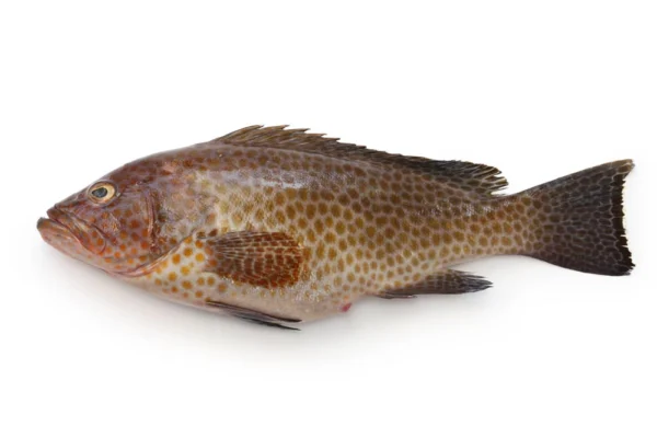 Frozen-grouper-whole (2)
