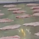 Grouper Fillets entering the blast freezer