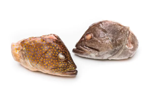 Grouper-Heads