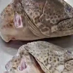 Grouper-Heads-Netuno