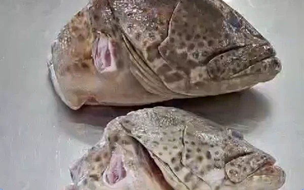 Grouper-Heads-Netuno Grouper-Heads-Netuno