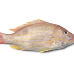 Lane-Snapper-Whole