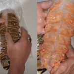 Lobster easy peel meat is removed from the shell