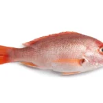 Red-Snapper-Wholesale