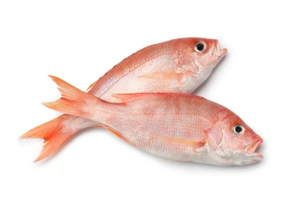 Red-Snapper-Wholesale (2) Red-Snapper-Wholesale (2)