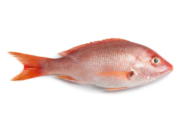 Red-Snapper-Wholesale