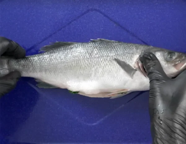 About-Branzino About-Branzino