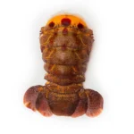 A slipper lobster tail