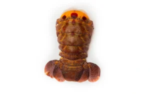 A slipper lobster tail