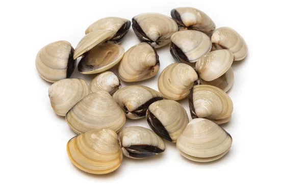 Whole-White-Clams Whole-White-Clams