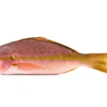 Whole-Yellowtail-Snapper-WGGS