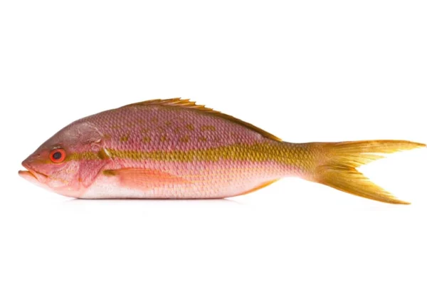 Whole-Yellowtail-Snapper-WGGS