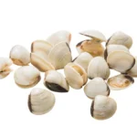 Wholesale-Clams