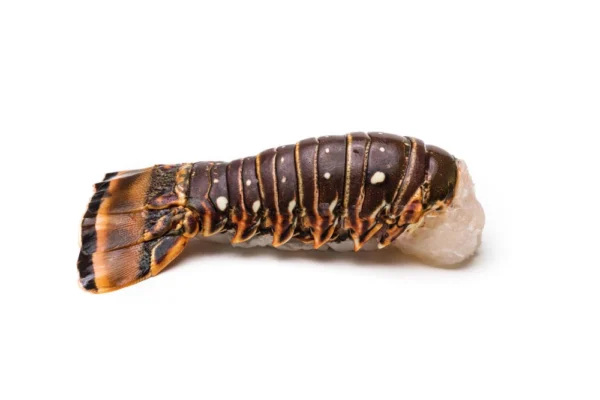 Wholesale-Lobster-Tails (2) Wholesale-Lobster-Tails (2)