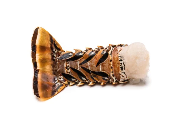 Wholesale-Lobster-Tails (3) Wholesale-Lobster-Tails (3)