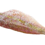 Yellowtail-Fillet-Snapper (1)