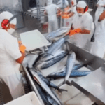 Whole Kingfish being processed at the plant