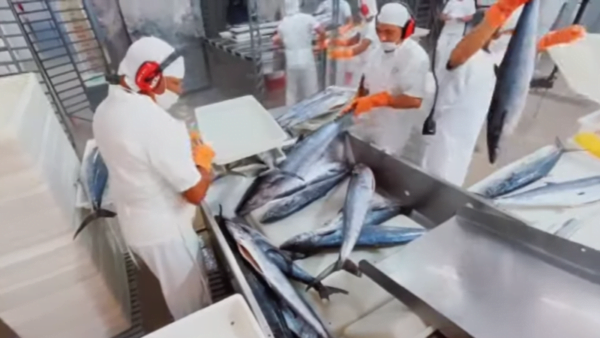 kingfish-processing-video Whole Kingfish being processed at the plant