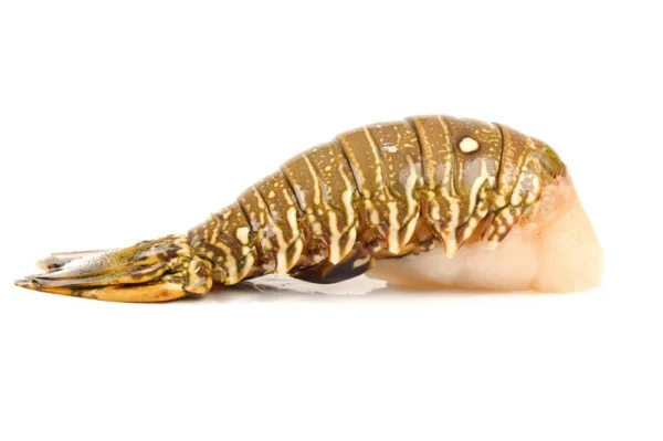 Rock-Lobster-Tail Rock-Lobster-Tail