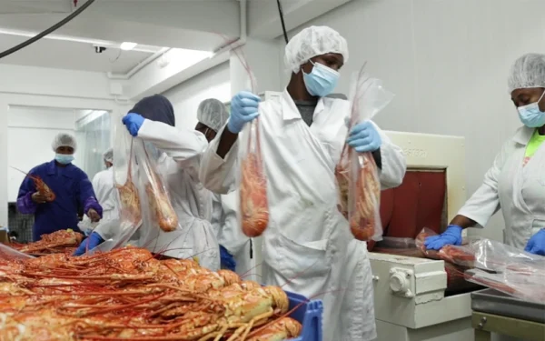 Caribbean-Whole-Lobster-Processing Caribbean-Whole-Lobster-Processing