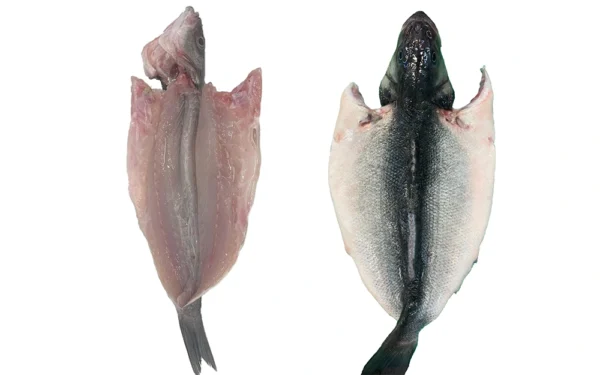 Branzino-Butterflied-Fillet-Head-On (2) Branzino-Butterflied-Fillet-Head-On (2)