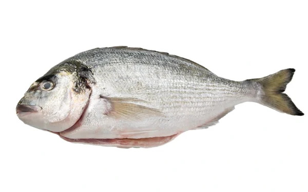 Sea-Bream-Dorade-Whole (2) Sea-Bream-Dorade-Whole (2)