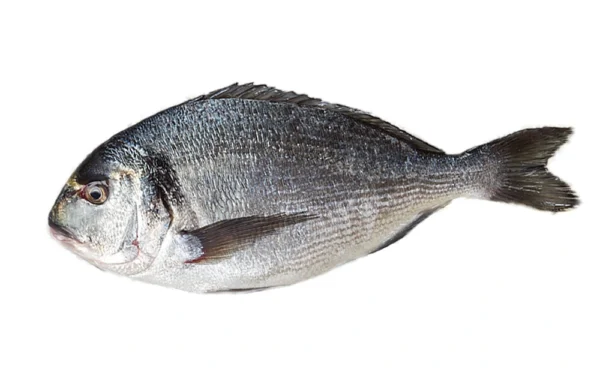 Sea Bream (Dorade) Whole