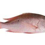 Mutton-Snapper-Whole