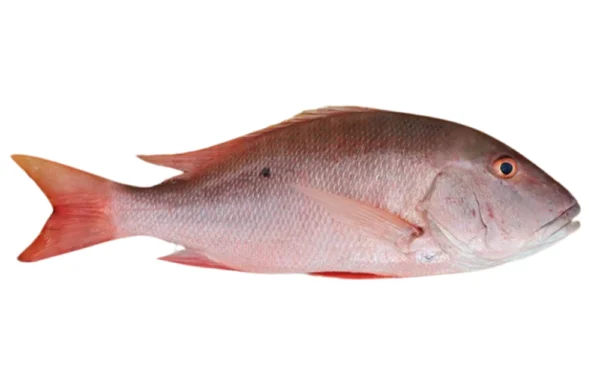 Mutton-Snapper-Whole