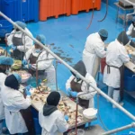 Queen-Conch-Saint-Vincent-Processing