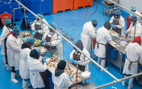 Queen-Conch-Saint-Vincent-Processing Queen-Conch-Saint-Vincent-Processing