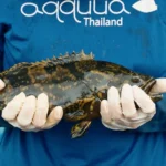 aqquua-grouper-plant