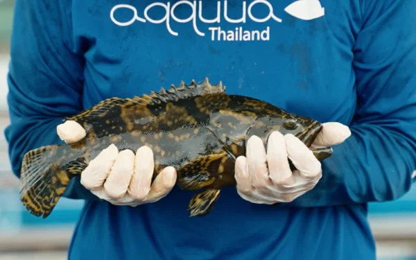 aqquua-grouper-plant aqquua-grouper-plant