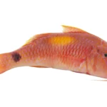 Red-mullet-goatfish