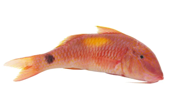 Red-mullet-goatfish